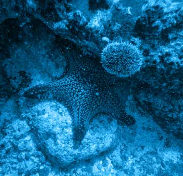 An image of a starfish against some rocks under the water