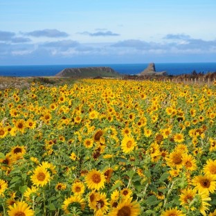 Sunflowers in field