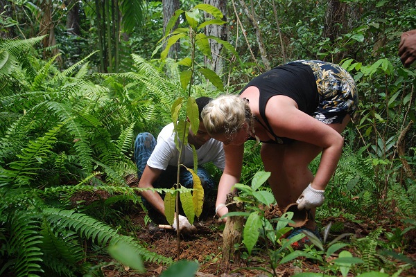 Volunteer digging in the forest