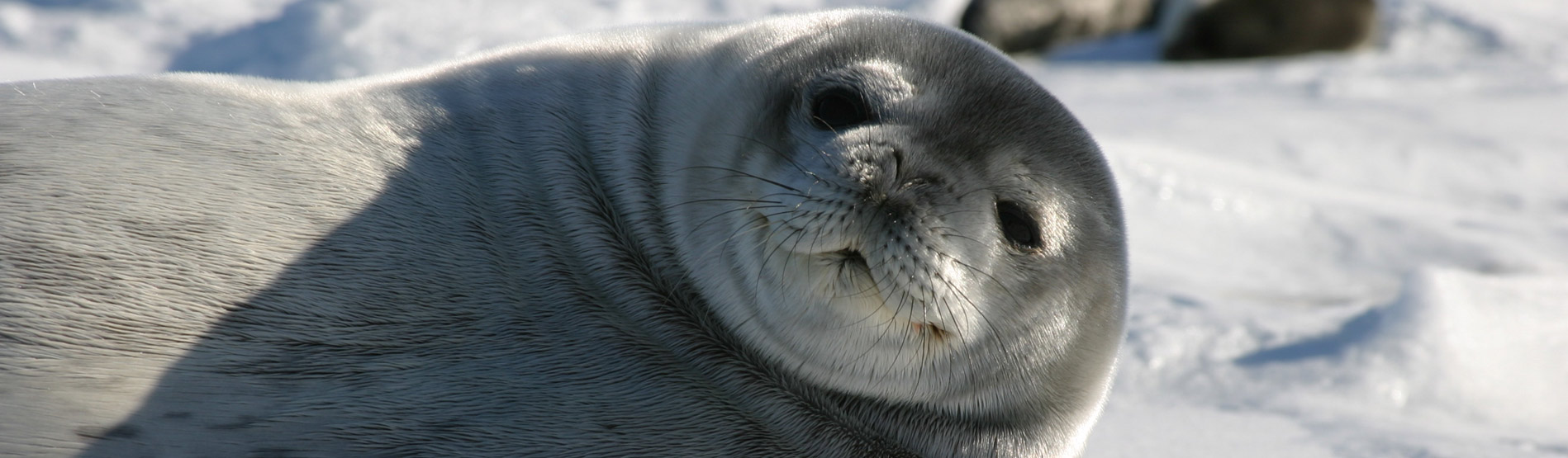 Seal